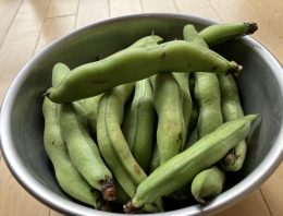 季節の野菜に触れる🌱