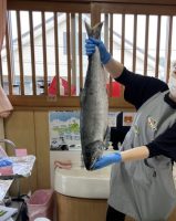 鮭の解体ショー🐟✨